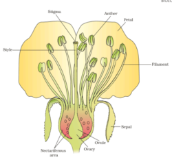 Sexual Reproduction in flowering class 11 