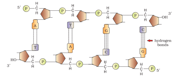 Molecular basis of inheritance class 12